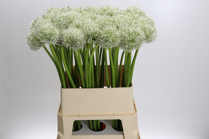 <h4>Allium Mount Everest</h4>