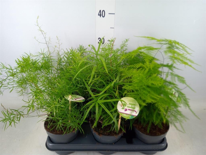 <h4>Asparagus   ...mix</h4>