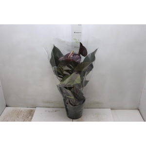 ANTHURIUM GIANT CHOCOLATE P17