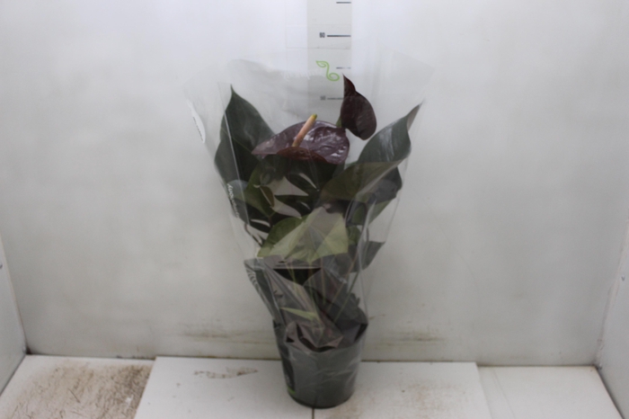 ANTHURIUM GIANT CHOCOLATE P17
