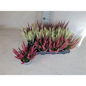 Calluna Beauty-ladies
