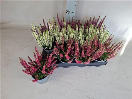 <h4>Calluna Beauty-ladies</h4>