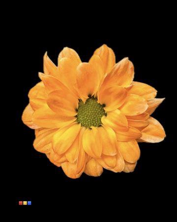 <h4>Chr S Bouncer Apricot</h4>