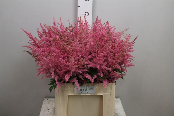 <h4>Astil Ar Cattleya</h4>