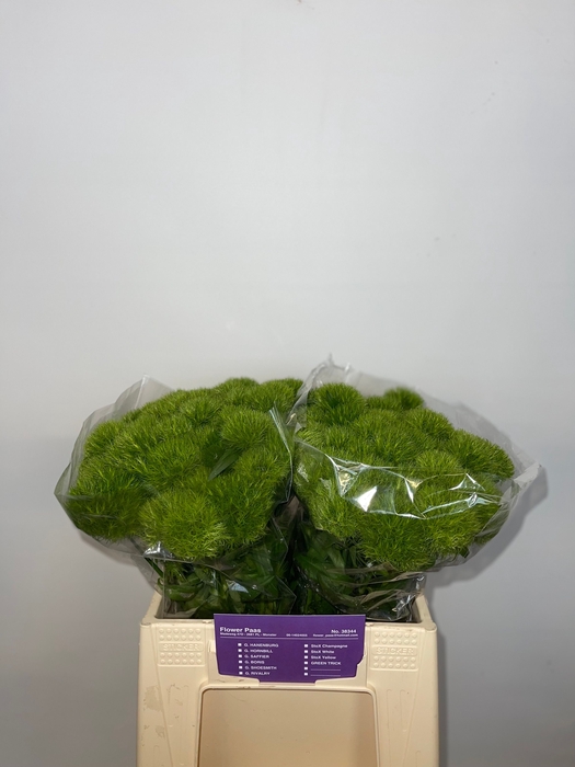 <h4>DI BARB GREEN TRICK</h4>