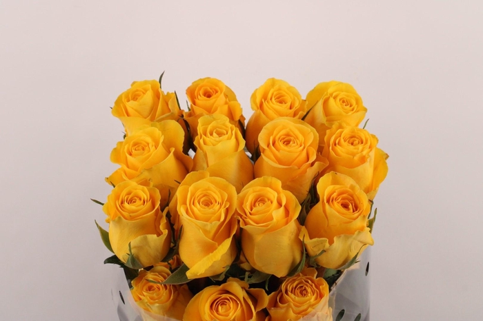 <h4>R Gr Brighton</h4>