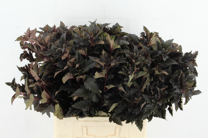 <h4>PHYSOCARPUSBLAD D. ROOD</h4>
