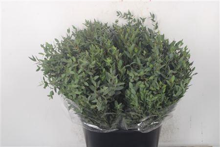 <h4>Euc Parvifolia Per Bunch 150 Gram Ex</h4>