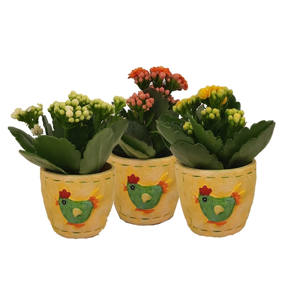 <h4>KP-817.1 - Kalanchoe Rosalina 6cm in paaskeramiek</h4>