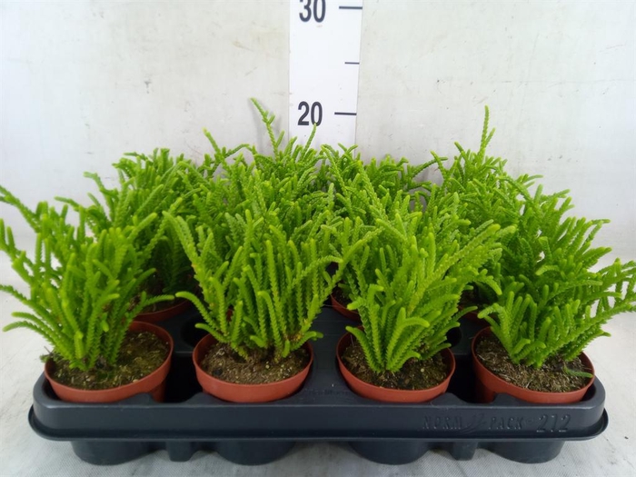 <h4>Crassula   ...</h4>