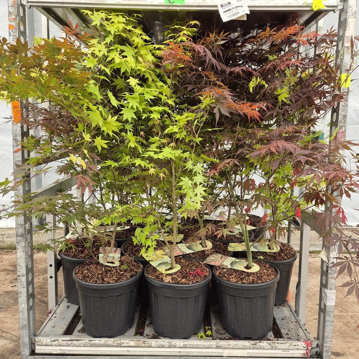 <h4>ACER PALMATUM</h4>