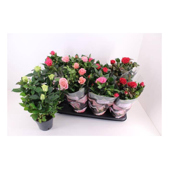 <h4>Rosa Patio Mix 13Ø 33cm</h4>