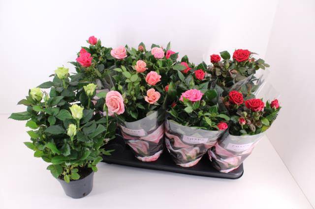 Rosa Patio Mix 13Ø 33cm