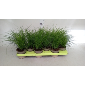 Carex brunnea