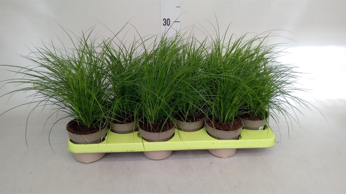<h4>Carex brunnea</h4>