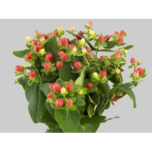 HYPERICUM MAGICAL MAJESTIC PINK Tessa
