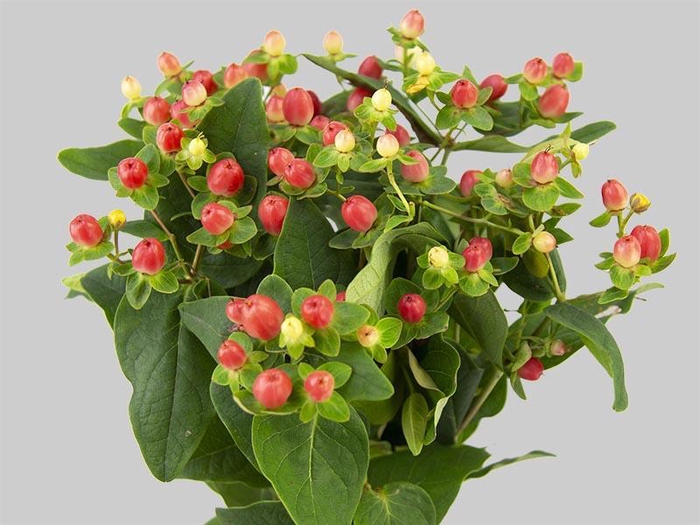 <h4>HYPERICUM MAGICAL MAJESTIC PINK Tessa</h4>