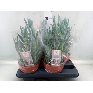 Curio ficoides 'Mount everest'