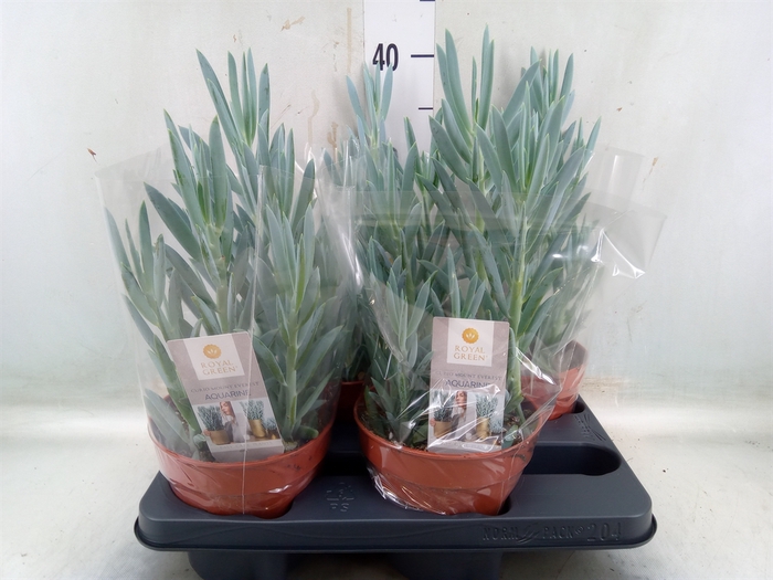 <h4>Curio ficoides 'Mount everest'</h4>