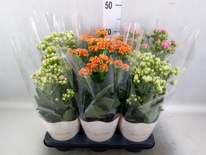 Kalanchoe   ...