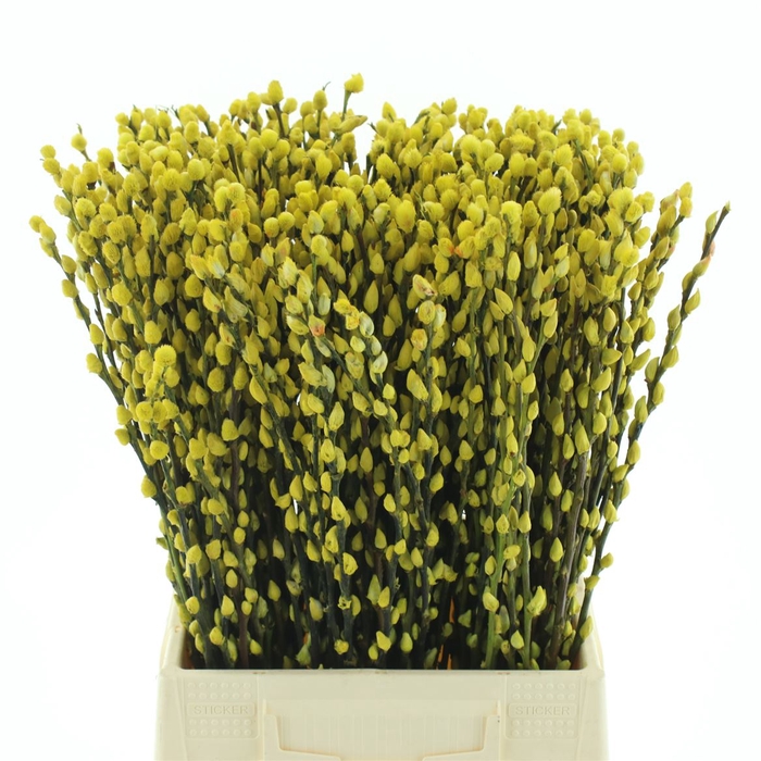 <h4>Salix Snow Flake Klb Yellow</h4>