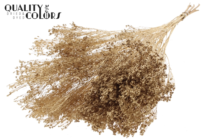 Broom Bloom p/bunch in poly Antique Gold