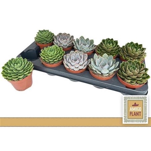 Echeveria gemengd