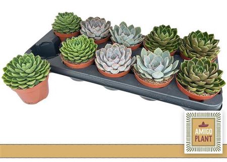 <h4>Echeveria gemengd</h4>