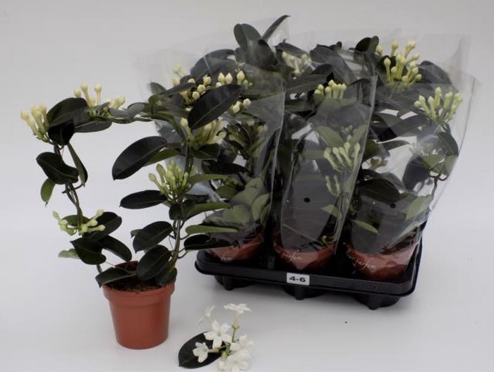 <h4>Stephanotis Floribunda</h4>