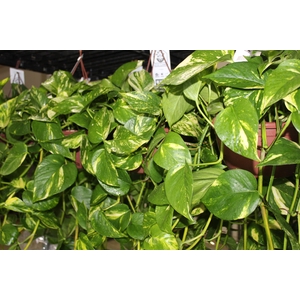 JIBOIA VERDE C21 PENDENTE