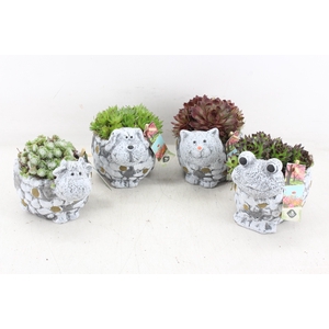 arr4 Semp JS - Dieren mix kl. x6