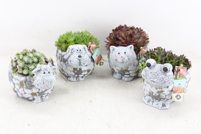 <h4>arr4 Semp JS - Dieren mix kl. x6</h4>