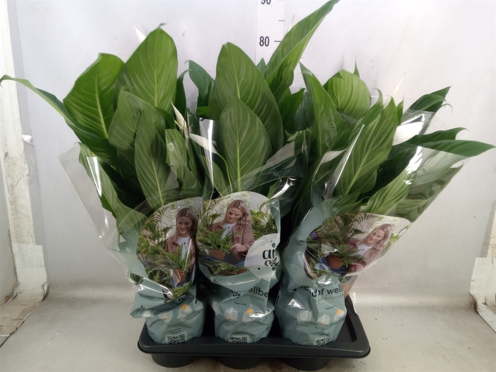 <h4>Spathiphyllum  'Bingo Cupido'</h4>