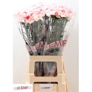 DI ST PASTEL DAMASCU