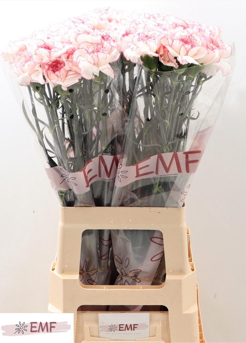 <h4>DI ST PASTEL DAMASCU</h4>