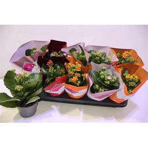 arr8 Kal En Gem 4 Kl