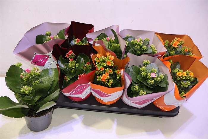 <h4>arr8 Kal En Gem 4 Kl</h4>