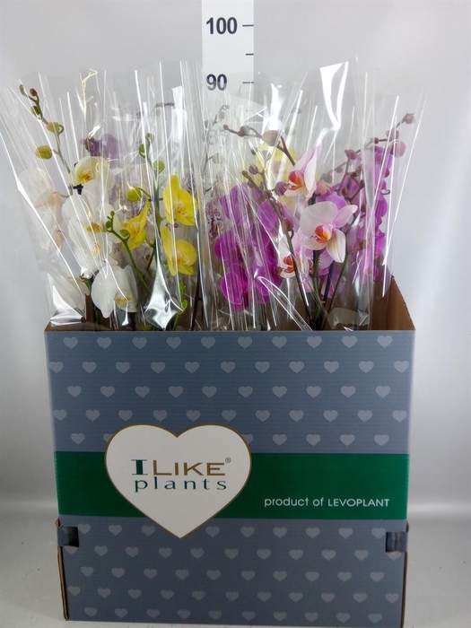 <h4>Phalaenopsis   ...mix</h4>