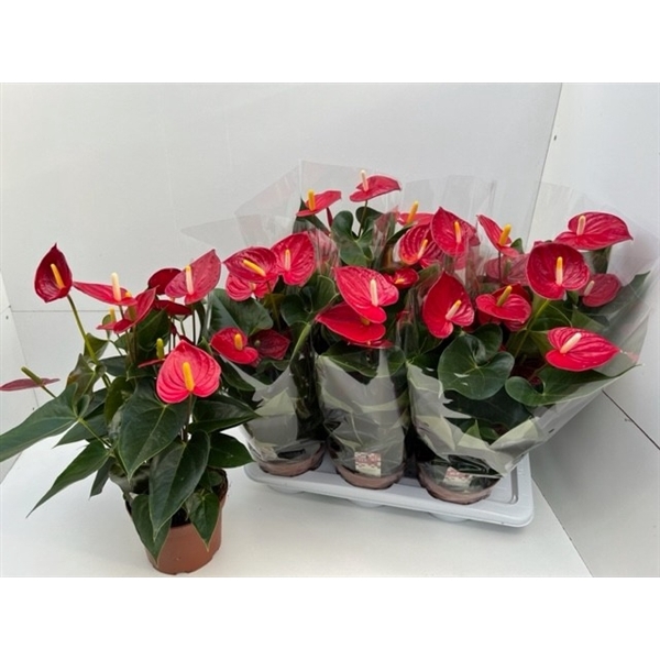 <h4>Anthurium Tremendo</h4>
