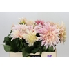 Dahlia Cafe Au Lait