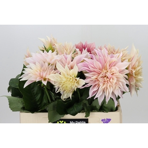 Dahlia Cafe Au Lait