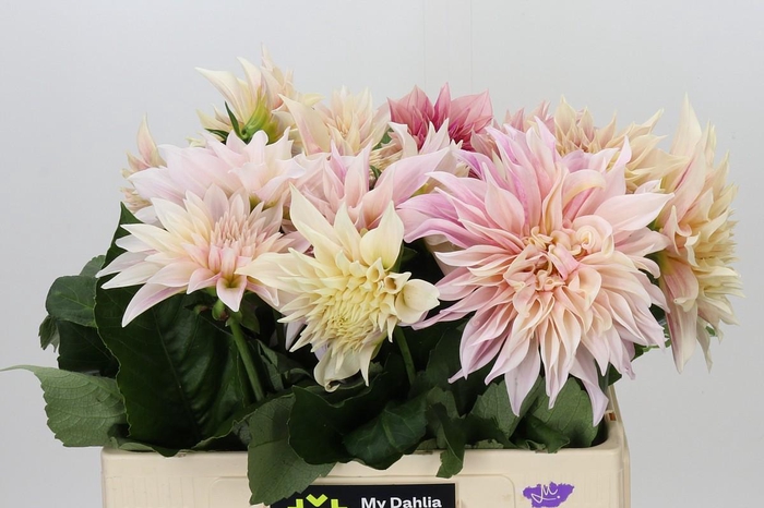 <h4>Dahlia Cafe Au Lait</h4>