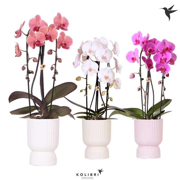 <h4>Kolibri Orchids Cascade Niagara fall 2 spike in diabolo mix</h4>