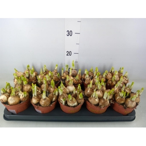 Narcissus  'Tete a tete'