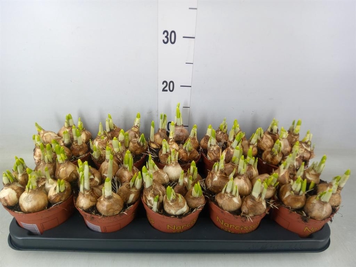 <h4>Narcissus  'Tete a tete'</h4>