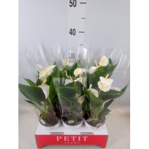 Anthurium andr. 'White Champion'