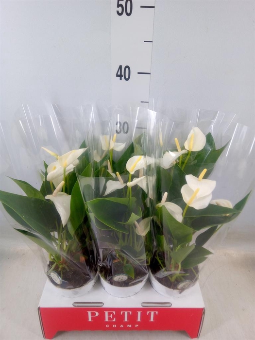 <h4>Anthurium andr. 'White Champion'</h4>