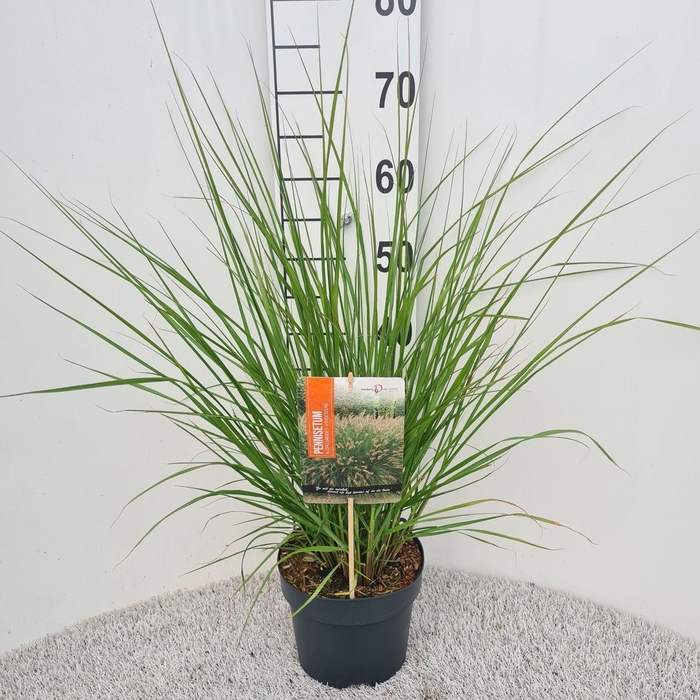 <h4>Pennisetum Alo. Viridescens P19</h4>