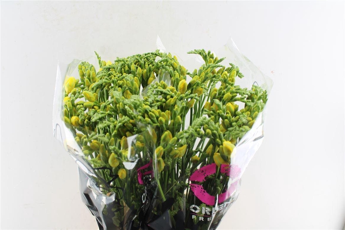 <h4>Fr Du Soleil Yellow</h4>