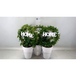 Hedera   ...green leafed